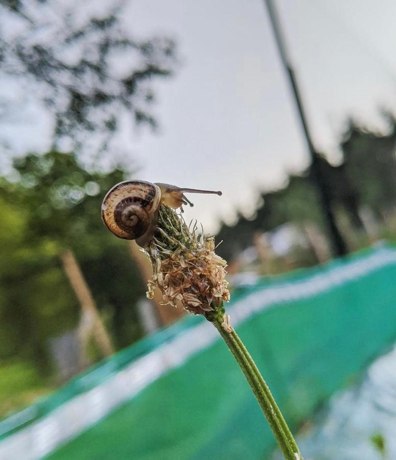 L'Escargoterie De La Forge - Immersion Champetre Uzemain ภายนอก รูปภาพ