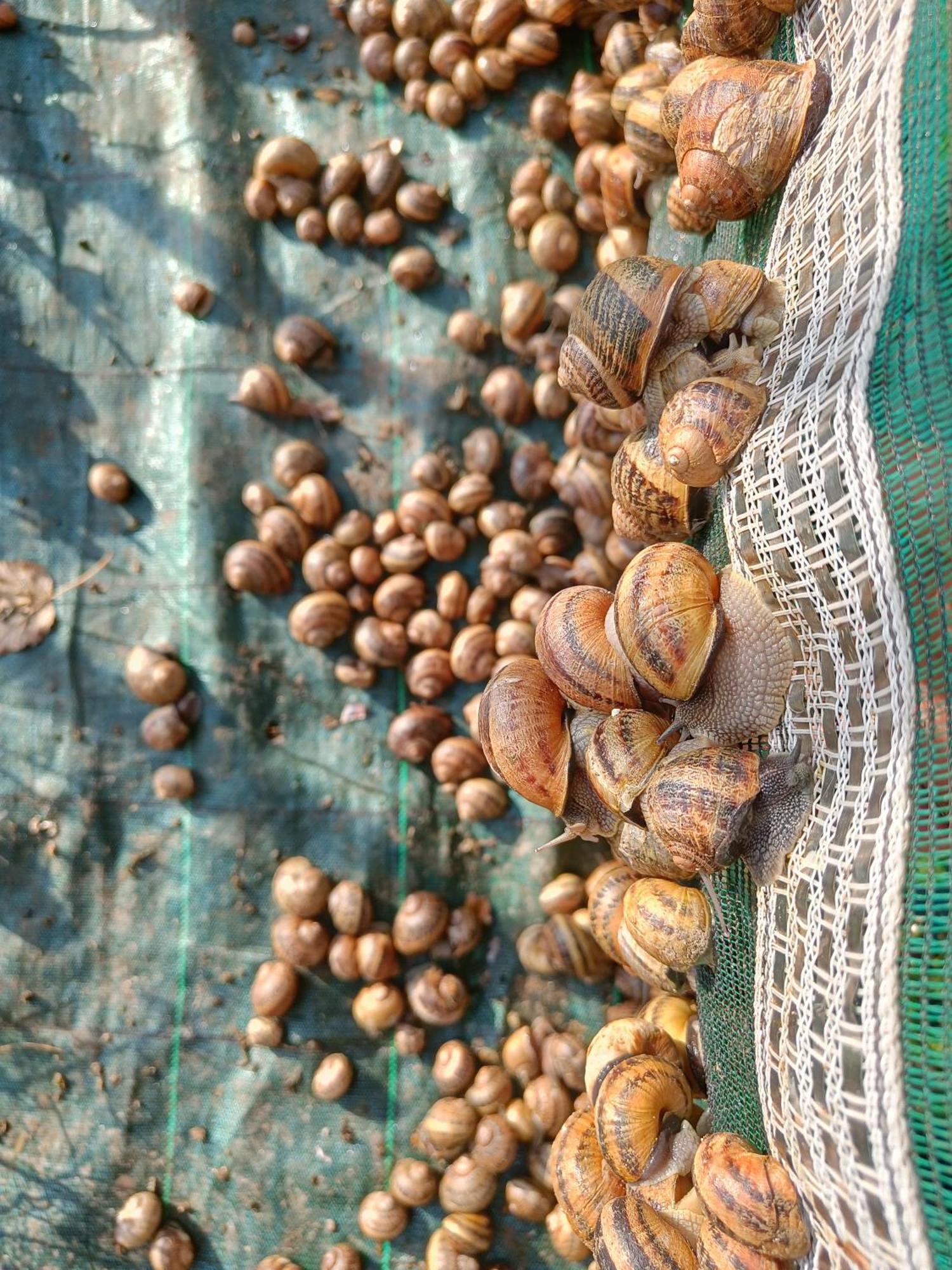 L'Escargoterie De La Forge - Immersion Champetre Uzemain ภายนอก รูปภาพ
